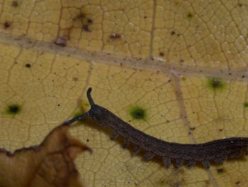Media type: image; Invertebrate Zoology 152095